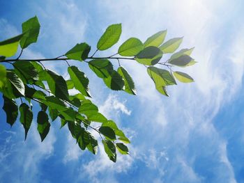 Low angle view of leaves against sky