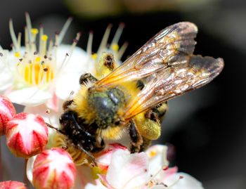 Close-up of insect on flower