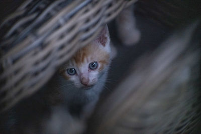 Close-up portrait of a cat