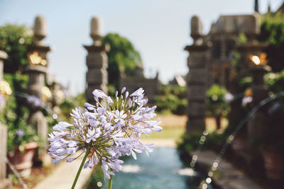 Close-up of flowers against built structure