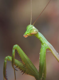 Detail shot of an insect against blurred background