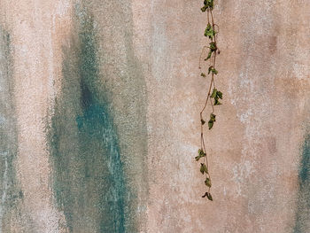 Full frame background of grungy wall and dry leaves