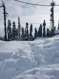 Pine trees on snow covered field against sky