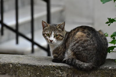 Portrait of a cat