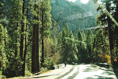 Road amidst trees in forest during winter