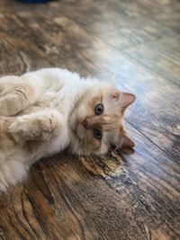 High angle view of cat lying on hardwood floor