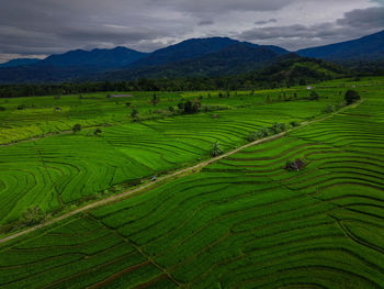 Beautiful morning view indonesia panorama landscape paddy fields with beauty color 