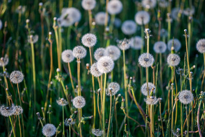 Close-up of dandelions on field