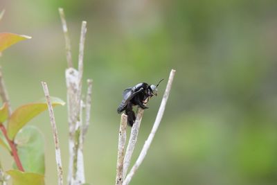 Close-up of insect on flower