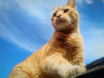 Low angle view of cat looking away against sky