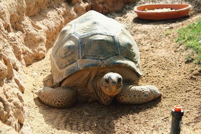 Close-up of tortoise on sand