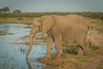 African elephant drinking water at waterhole