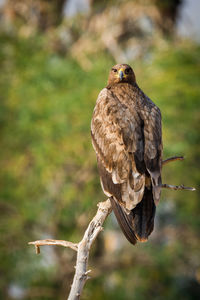Close-up of eagle perching on branch