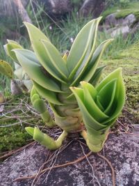 Close-up of succulent plant on field