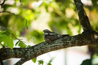 Low angle view of bird perching on branch