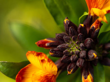 Close-up of yellow flowering plant