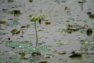 Close-up of lotus water lily in lake