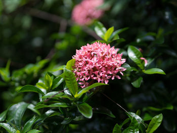 Close-up of pink flowering plant