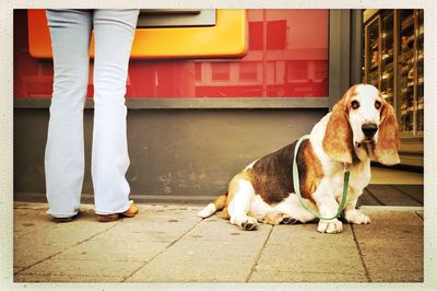 Low section of woman standing by basset hound on sidewalk