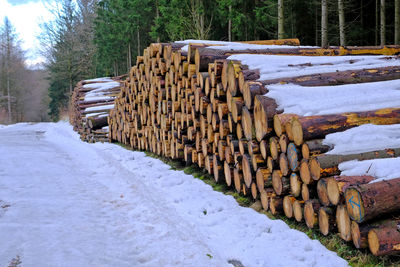 Stack of logs on snow covered land in forest