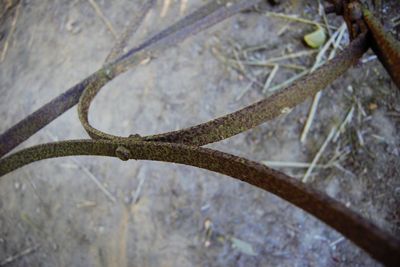 Close-up of plant against blurred background