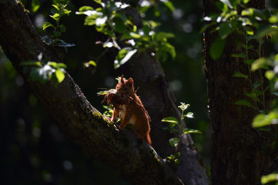 Close-up of squirrel on tree trunk