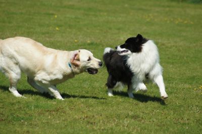 View of dogs running on grassy field