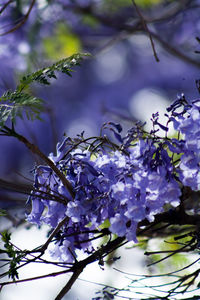 Close-up of flowers blooming on tree