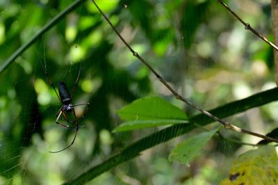 Close-up of insect on twig