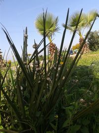 Close-up of plants against clear sky