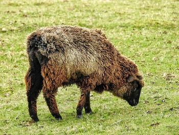 Sheep grazing on field