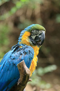 Close-up of a bird