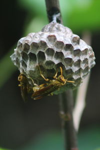 Close-up of bee on flower