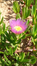 Close-up of purple flower