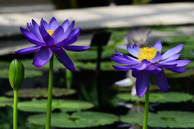 Close-up of purple crocus flowers