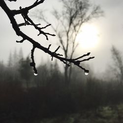 Close-up of snow covered twig against sky