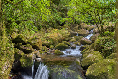 River flowing through rocks in forest