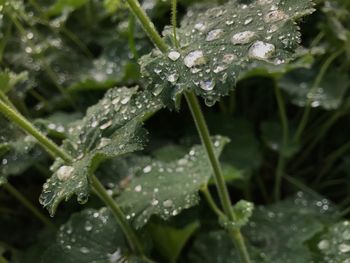 Close-up of water drops on plant during rainy season