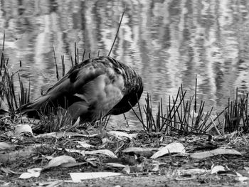 Close-up of bird drinking water