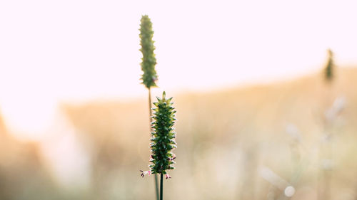 Close-up of flowering plant on field