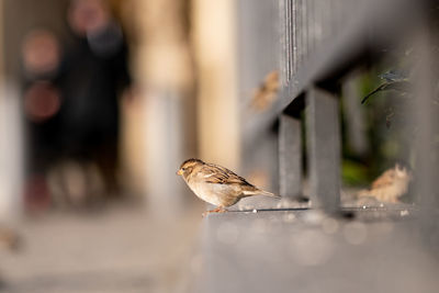 Close-up of bird perching on a table