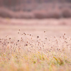 Autumn's frozen tapestry. enchanting meadow captured in ice in northern europe