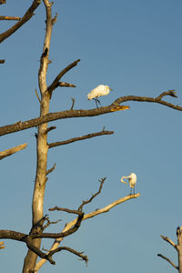 Low angle view of bird perching on tree against sky