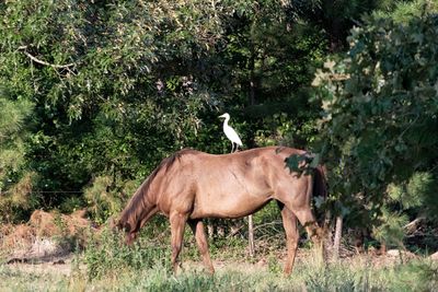 Side view of horse standing on land