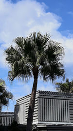 Low angle view of palm trees against sky