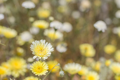 Close-up of yellow flowers blooming outdoors