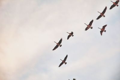 Low angle view of birds flying against cloudy sky