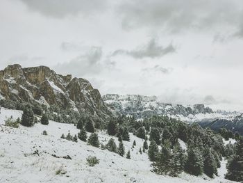 Plants on snow covered land against sky