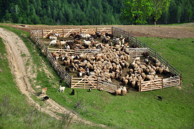 Flock of sheep at farm in pen