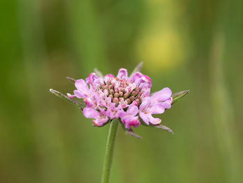 Close-up of pink flowering plant